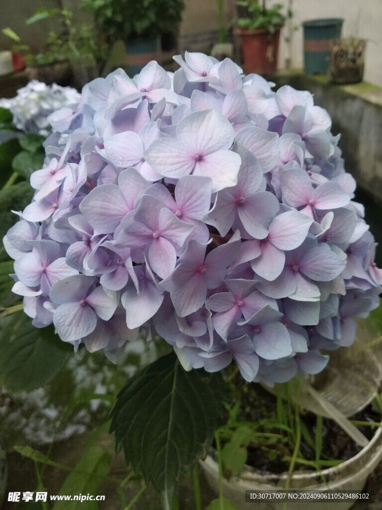 绣球花特写