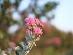 紫薇花特写