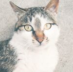 田园猫