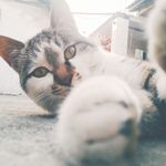 自拍猫