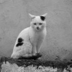 三花猫猫
