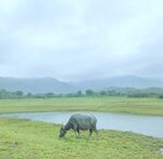 田园草地山水牛
