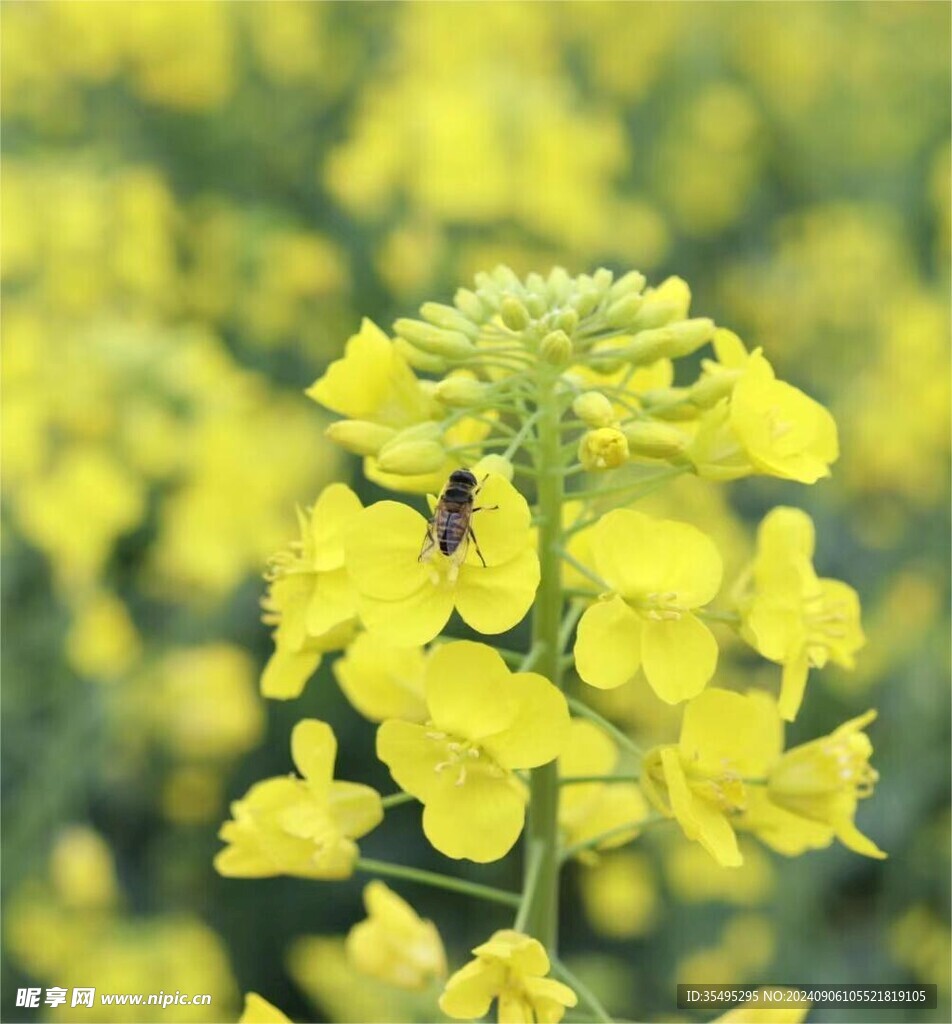 油菜花