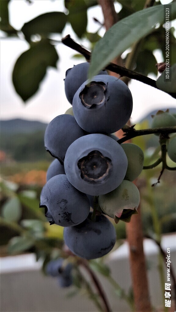 蓝莓