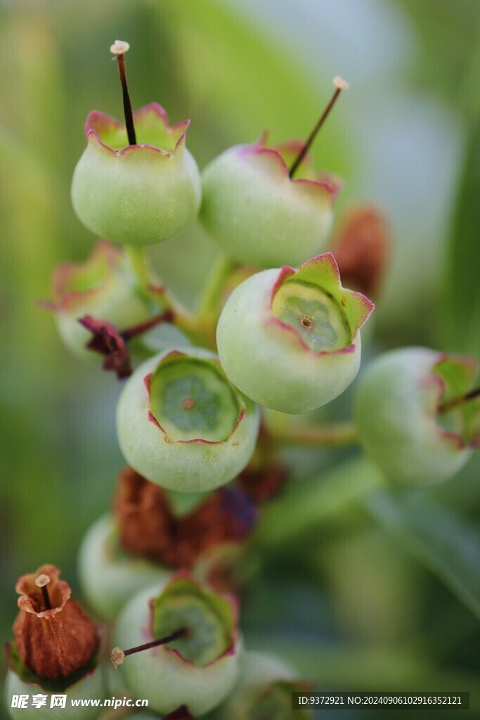 蓝莓