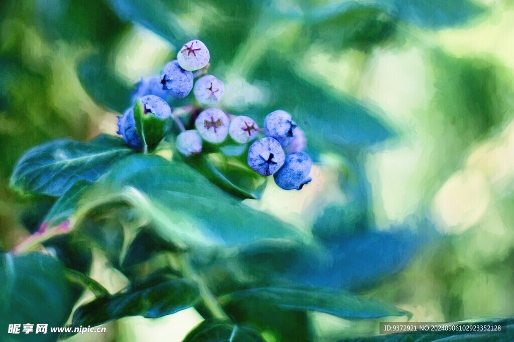 蓝莓