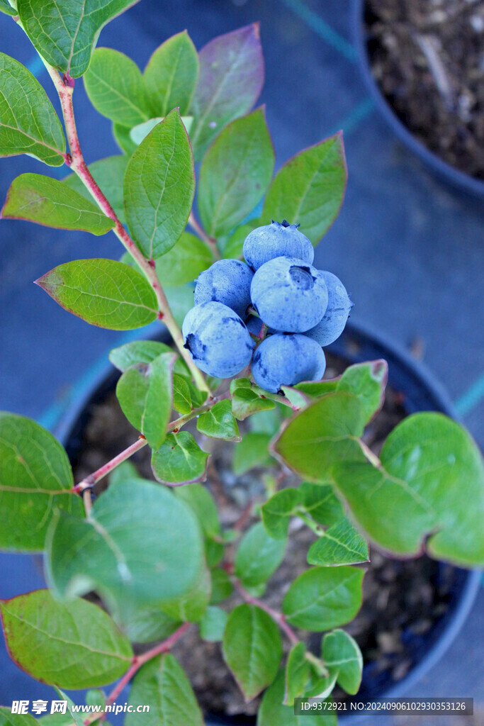 蓝莓