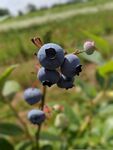 蓝莓