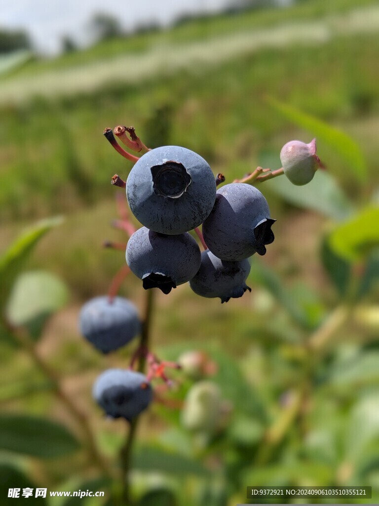 蓝莓