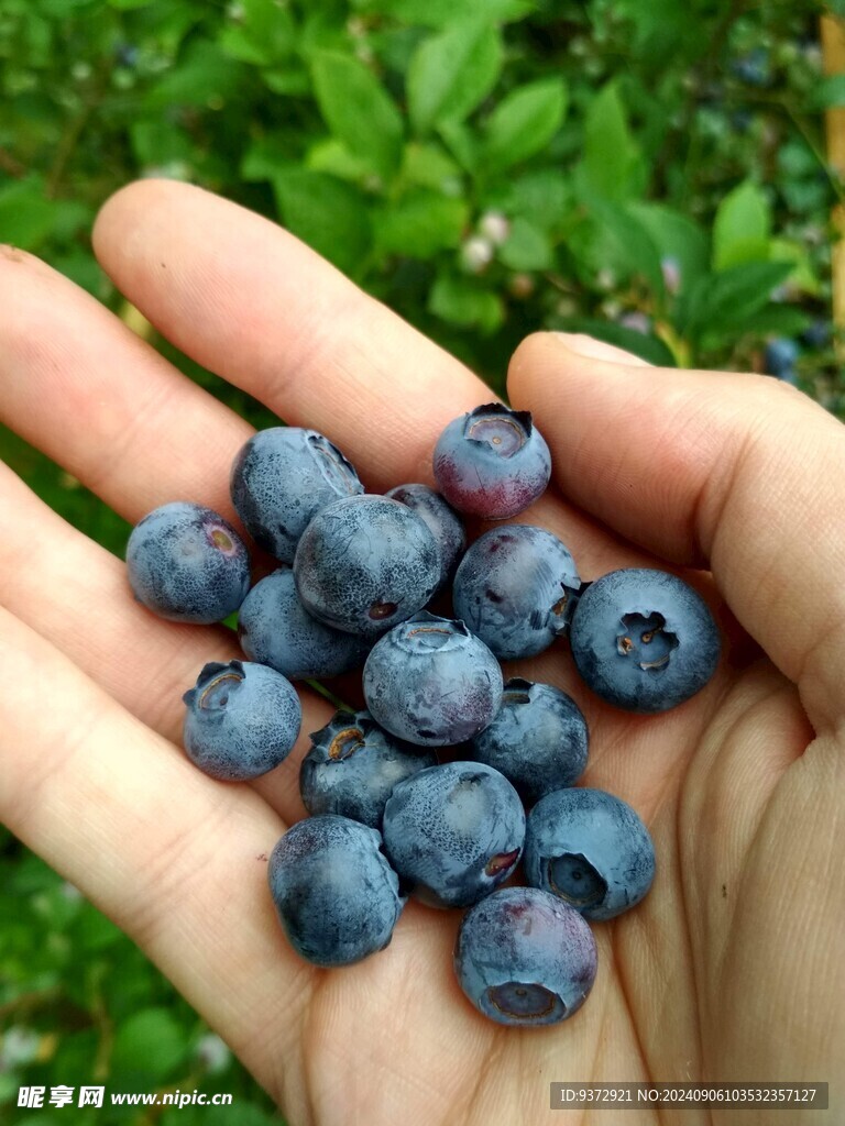 蓝莓