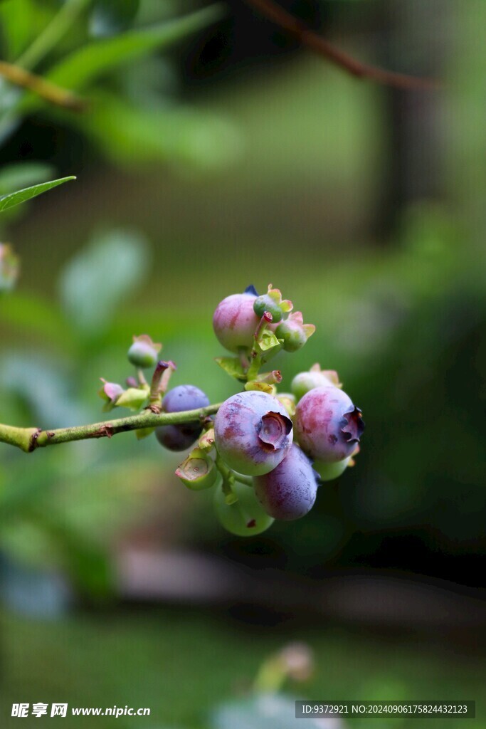蓝莓