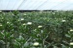 胎菊 菊花