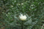 胎菊 菊花