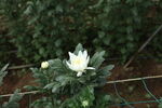 胎菊 菊花