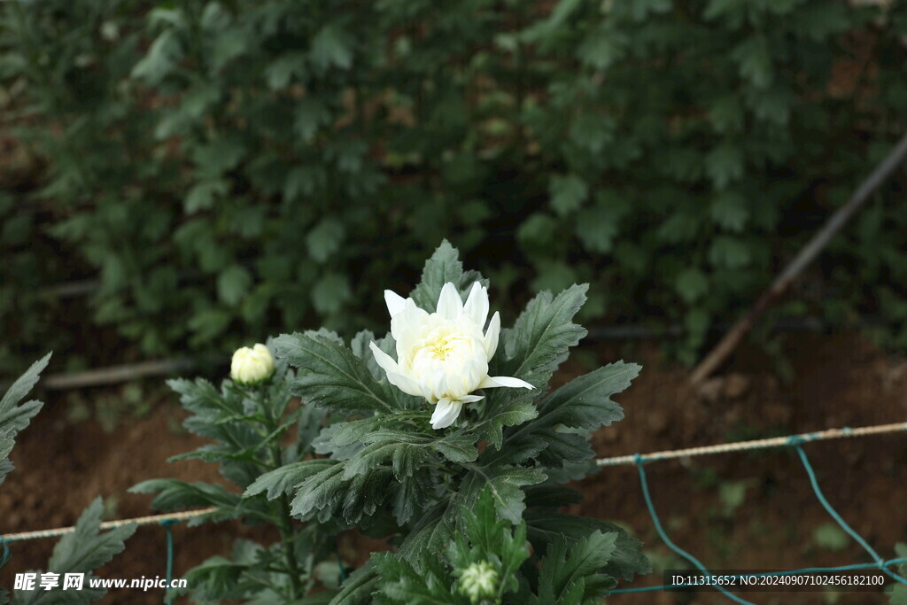 胎菊 菊花