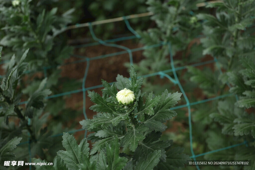 胎菊 菊花