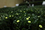 胎菊 菊花
