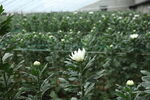 胎菊 菊花