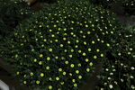 胎菊 菊花