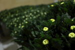 胎菊 菊花