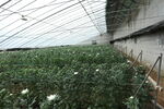 胎菊 菊花