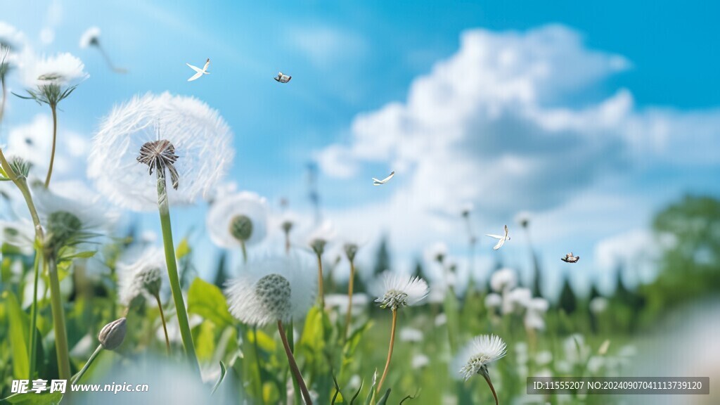 创意草地露珠蓝天吹散的蒲公英