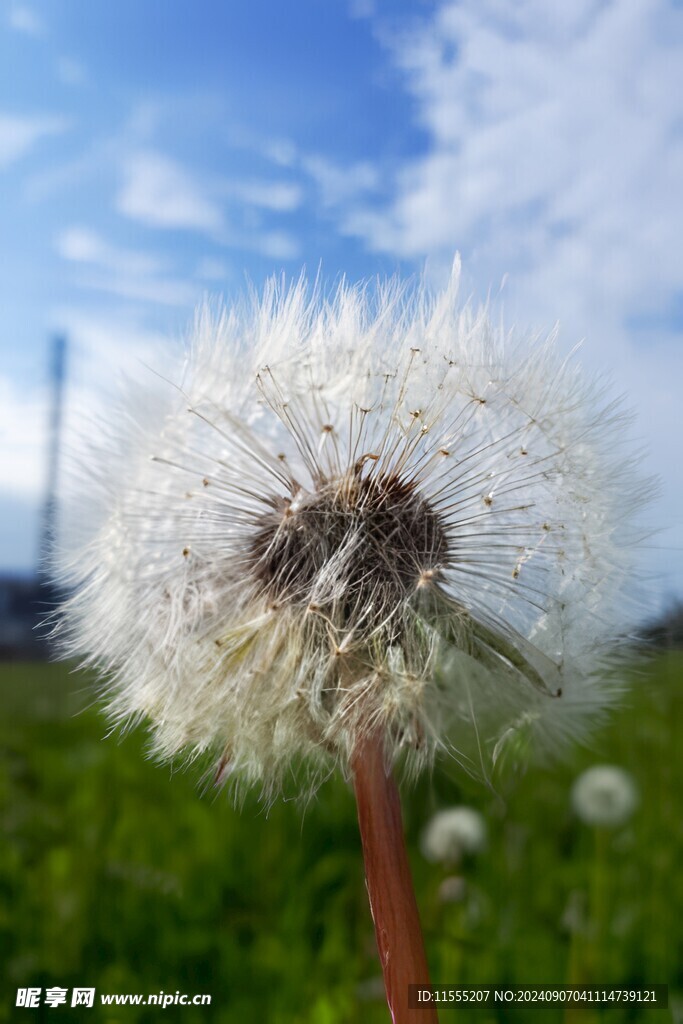 创意草地露珠蓝天吹散的蒲公英