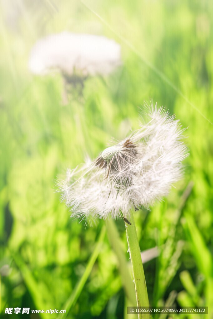 创意草地露珠蓝天吹散的蒲公英