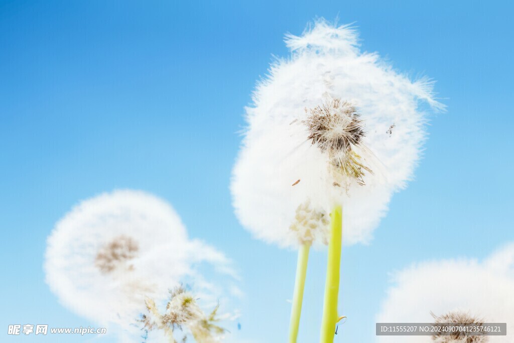 创意清晨吹散的蒲公英小伞种子