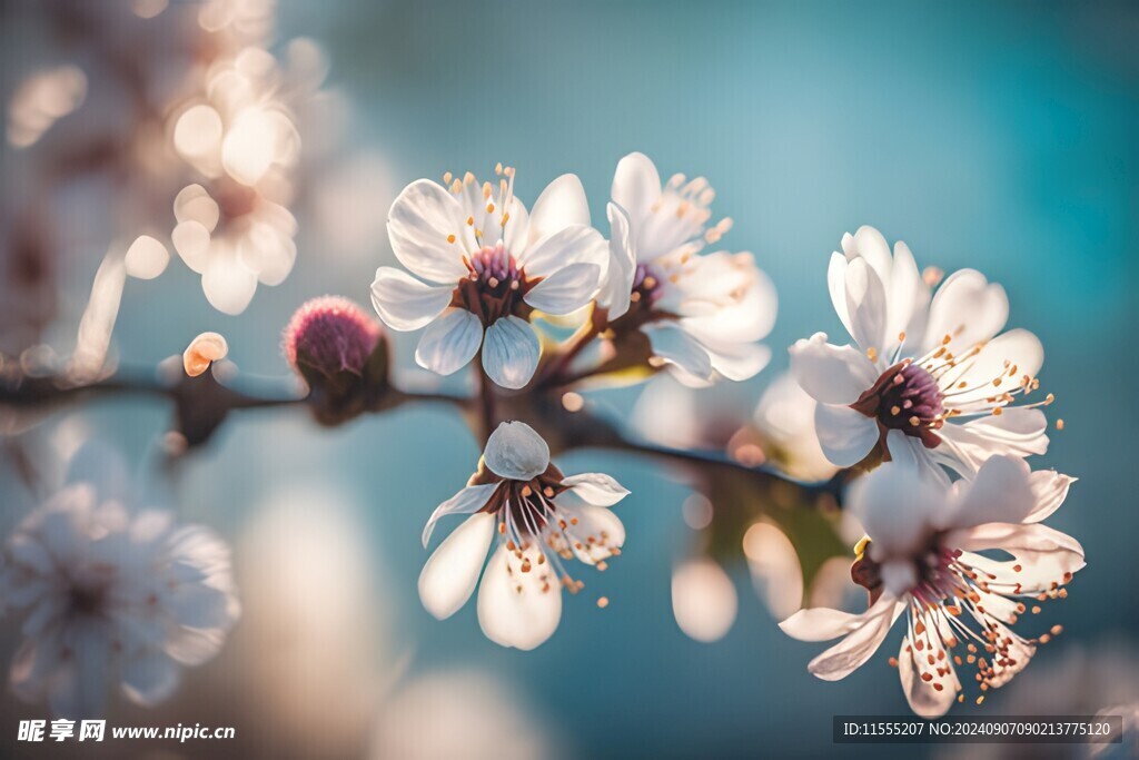 樱花梅花花瓣图片