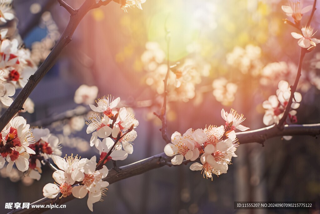 樱花梅花花瓣图片