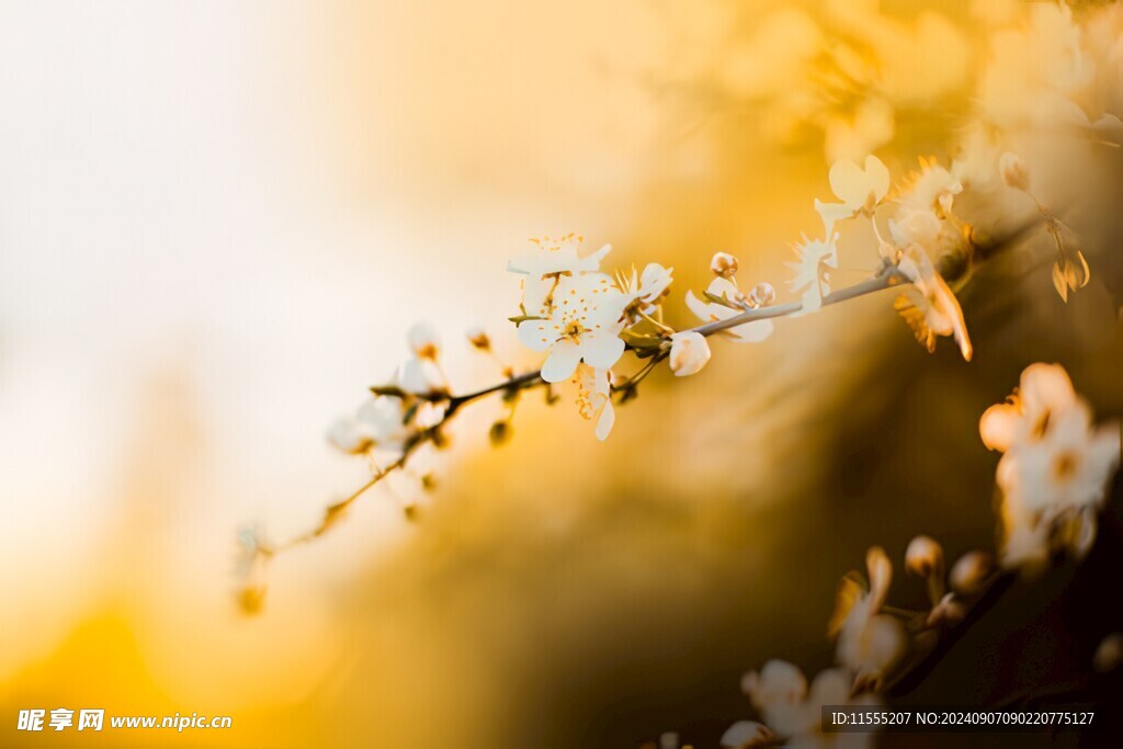 樱花梅花花瓣图片