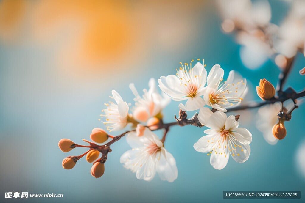 樱花梅花花瓣图片