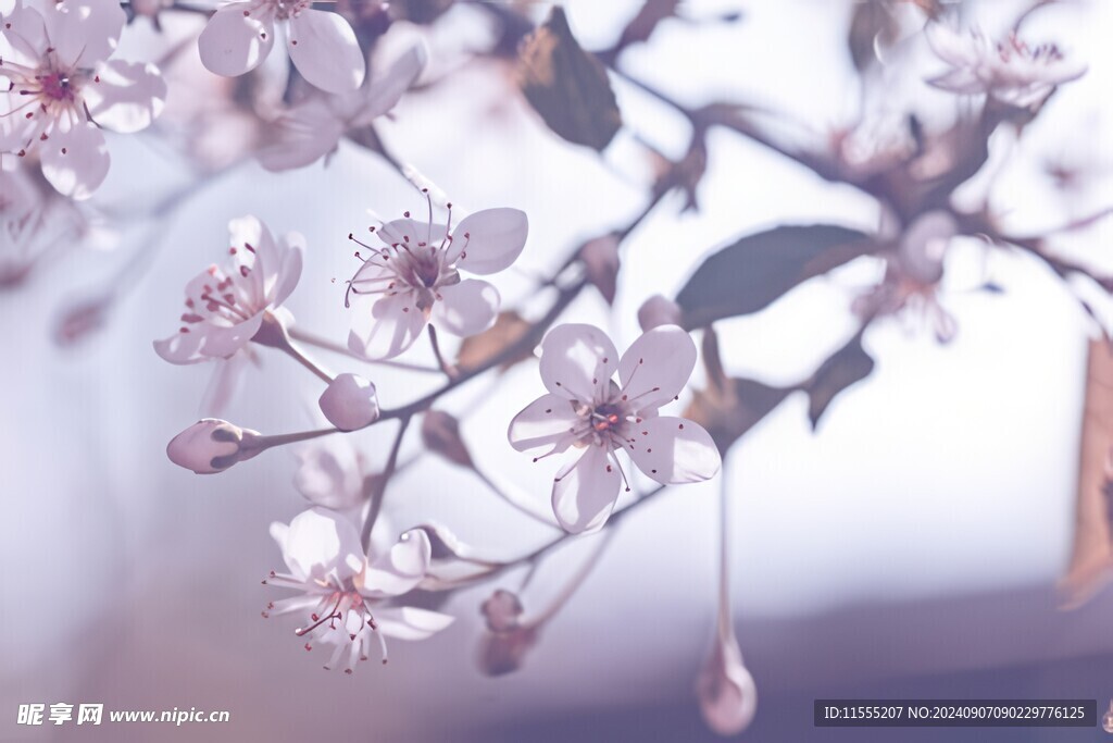 樱花梅花花瓣图片