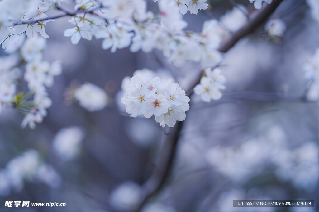 樱花梅花花瓣图片