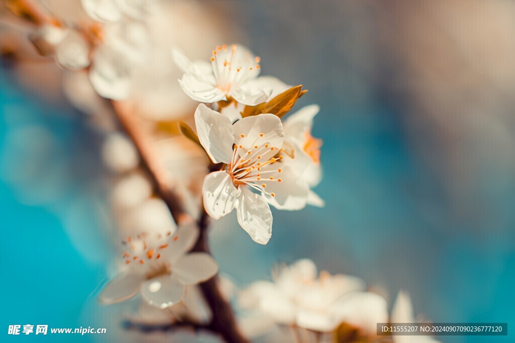 樱花梅花花瓣图片