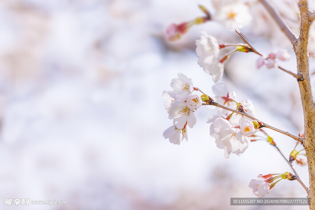 樱花梅花花瓣图片