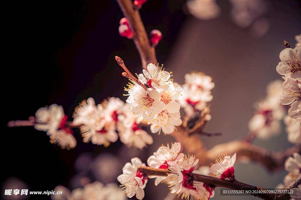 樱花梅花花瓣图片