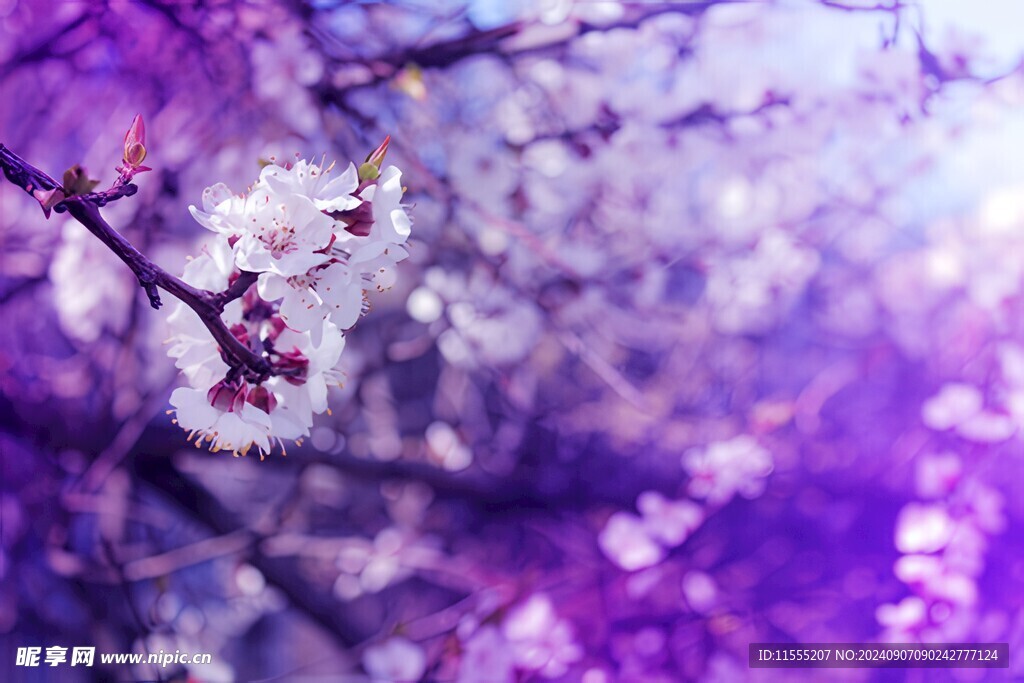 樱花梅花花瓣图片