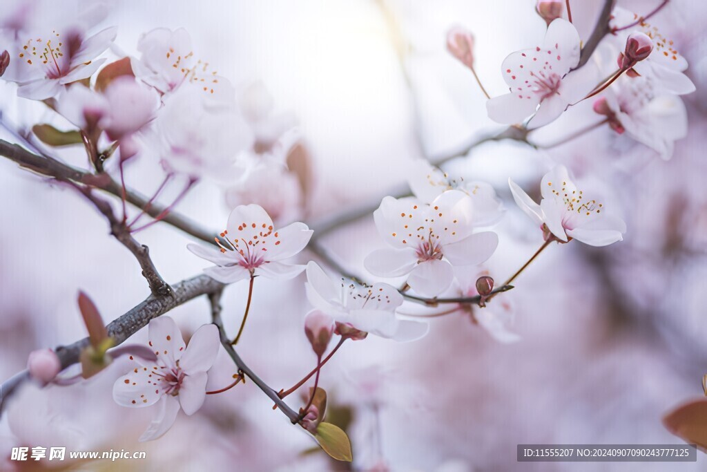 樱花梅花花瓣图片