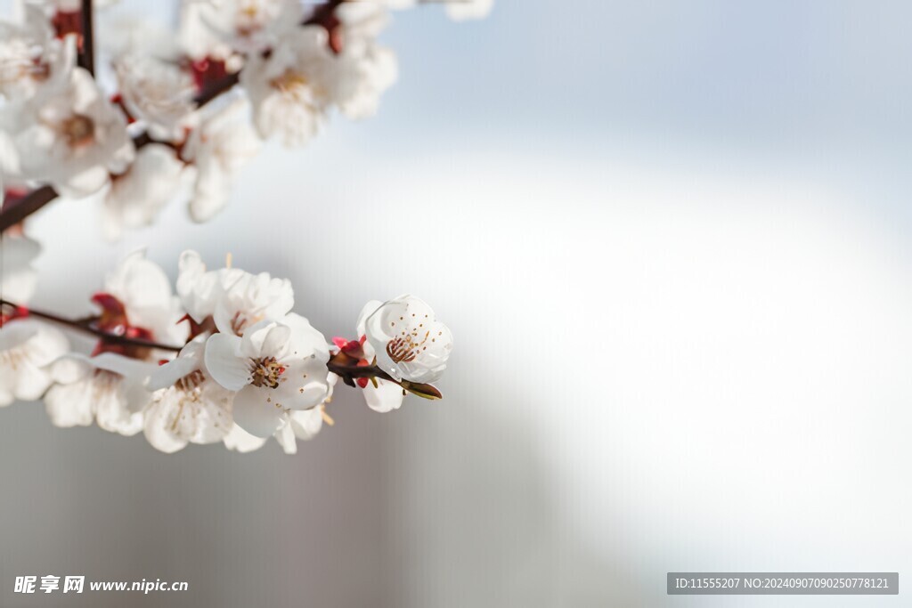 樱花梅花花瓣图片