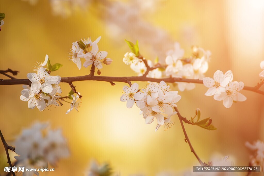 樱花梅花花瓣图片