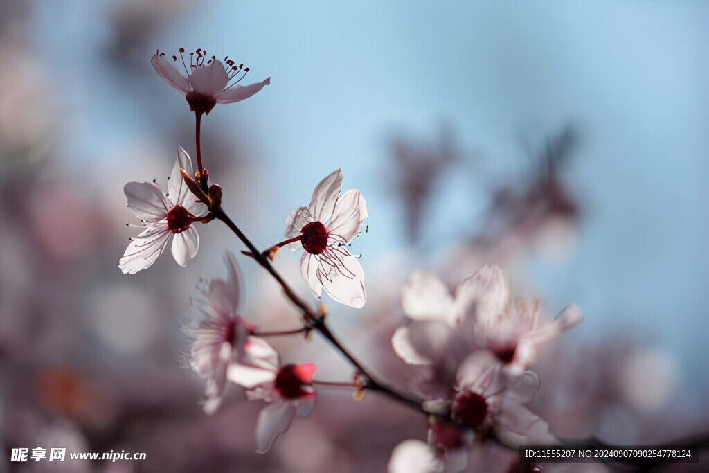 樱花梅花花瓣图片