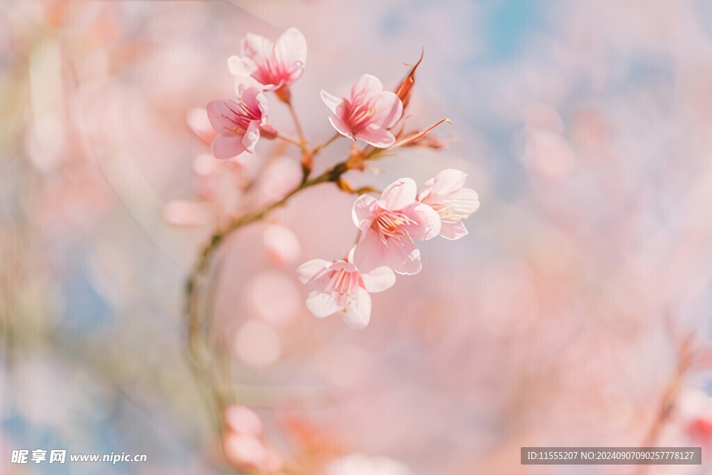 樱花梅花花瓣图片