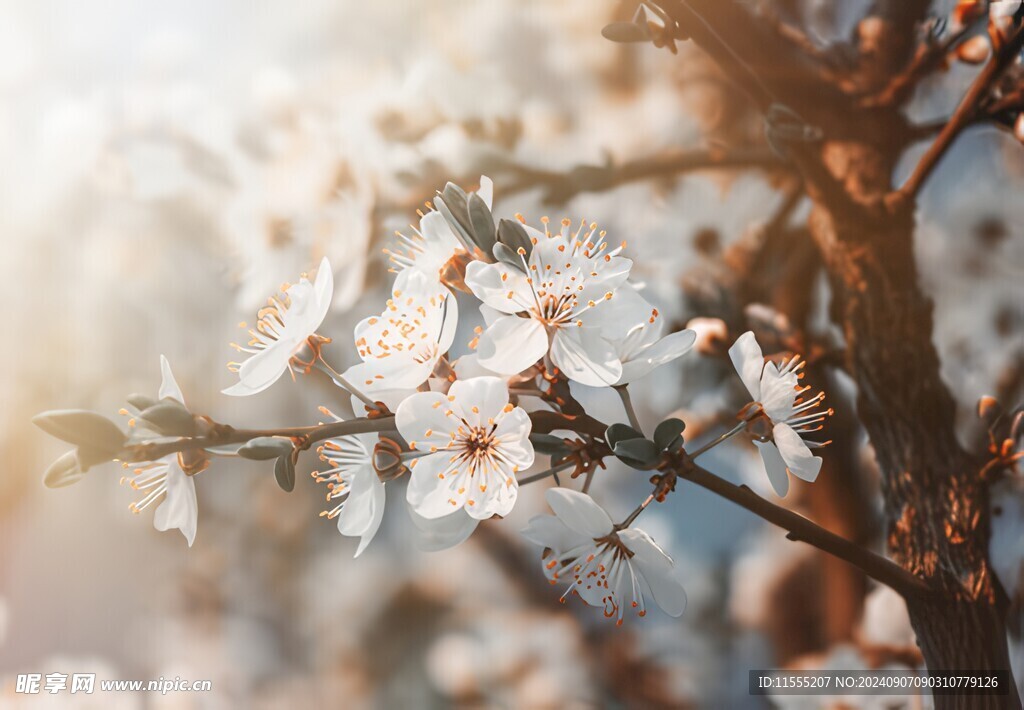 樱花梅花花瓣图片