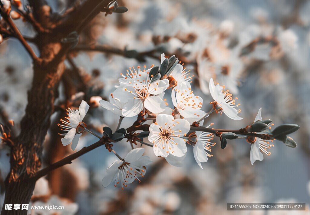 樱花梅花花瓣图片