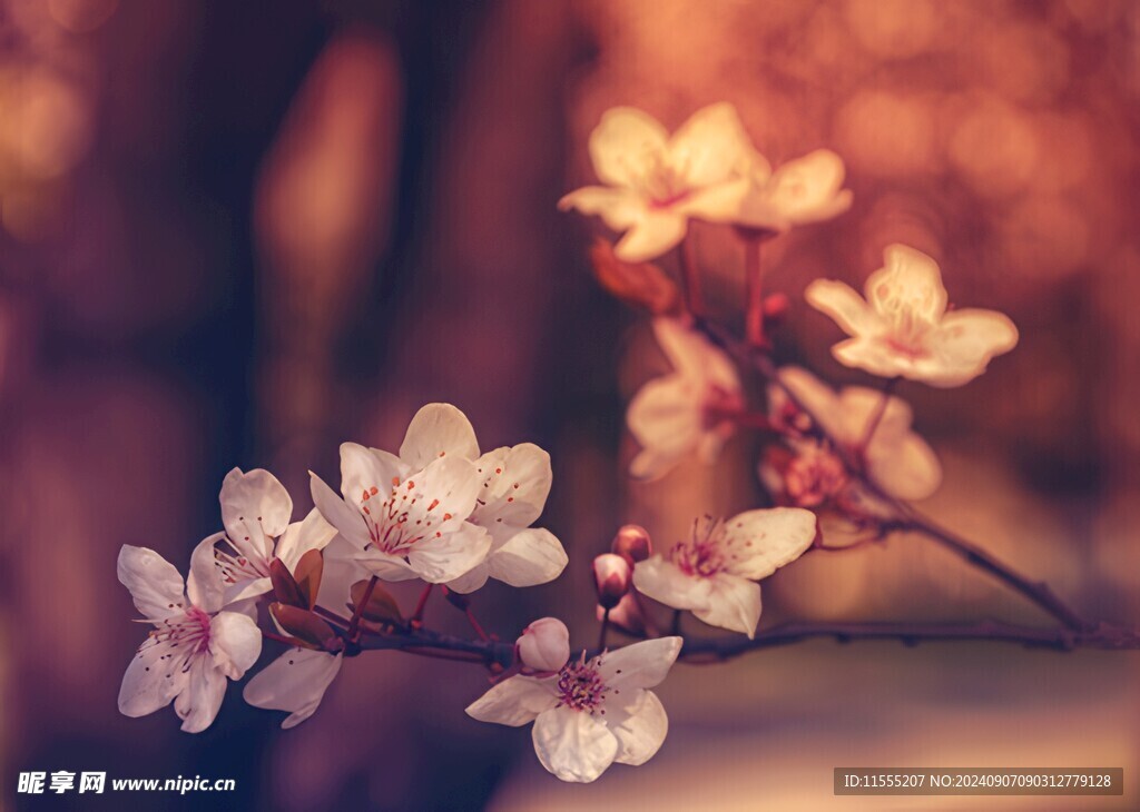 樱花梅花花瓣图片