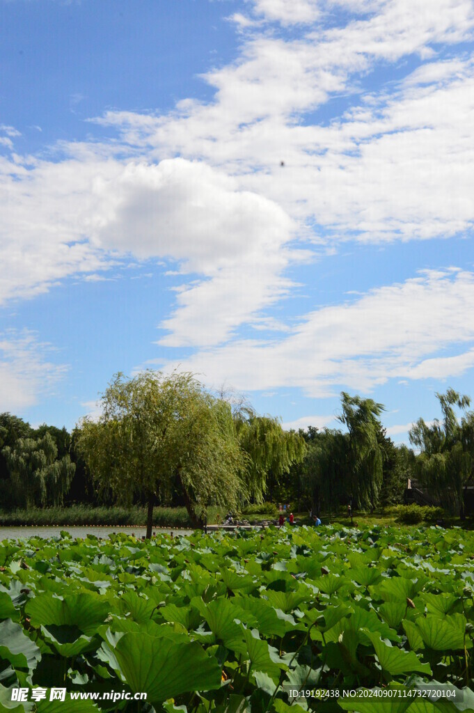 公园风景  