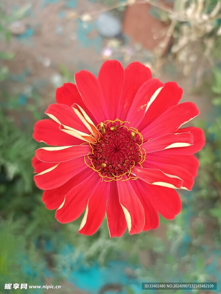 菊花