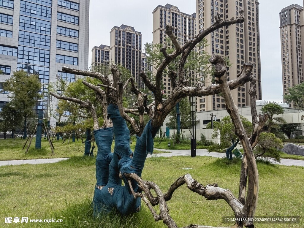枯树